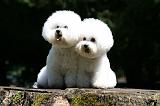 BICHON FRISE 638